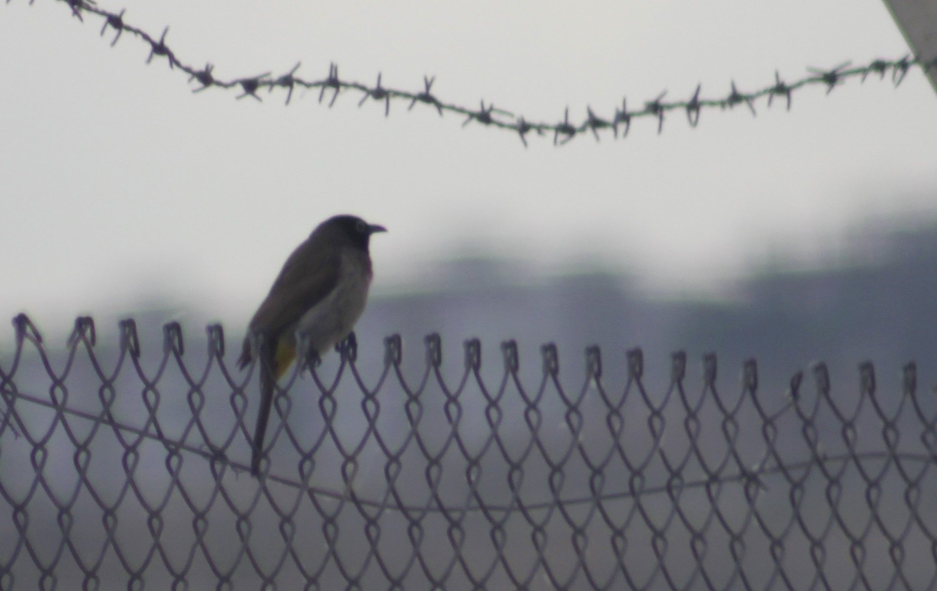 White-spectacled Bulbul
